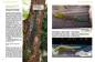 Preview: Taggeckos der Gattung Phelsuma